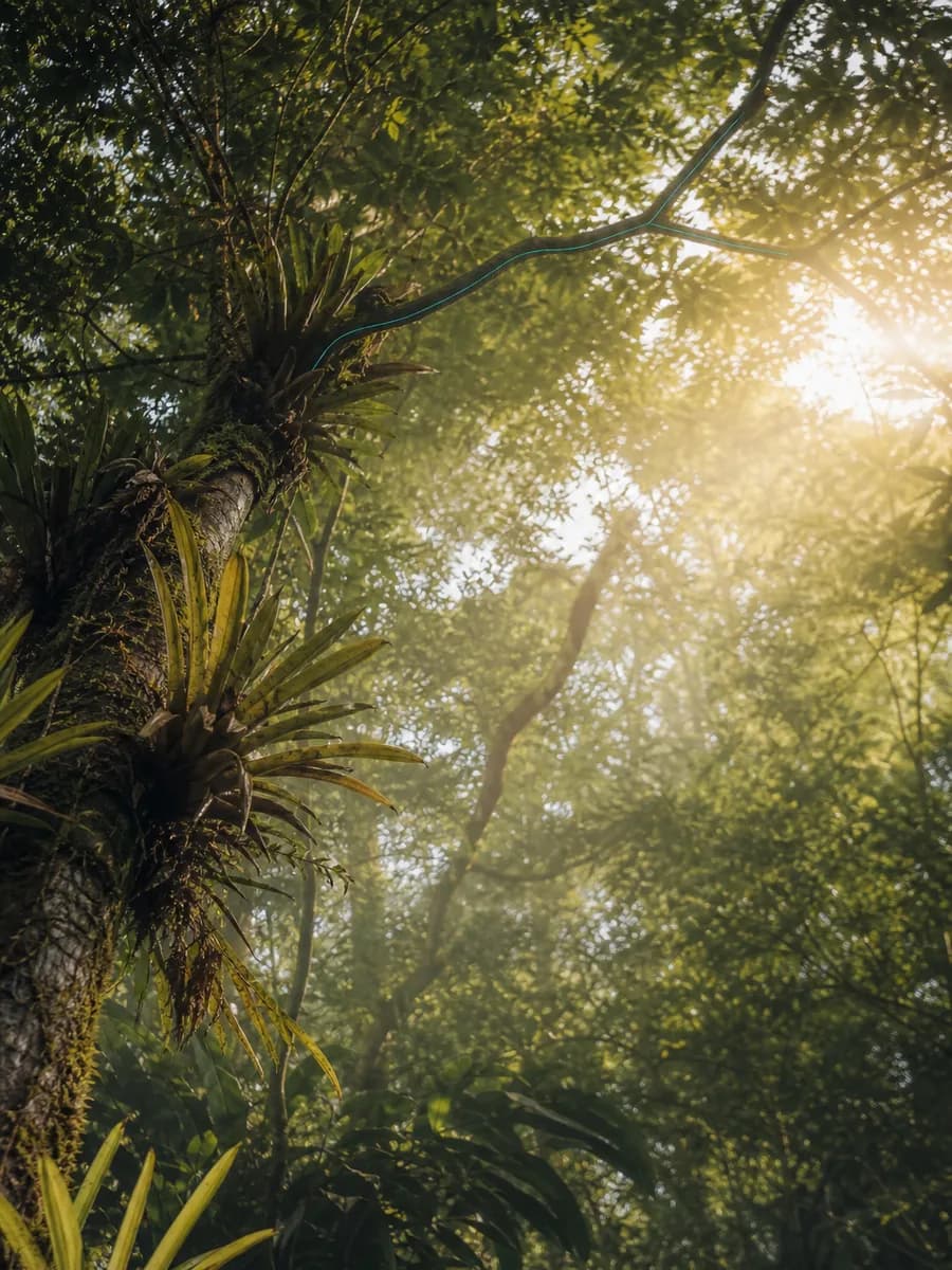 An illustrative scene of light falling through Atlantic forest canopy.